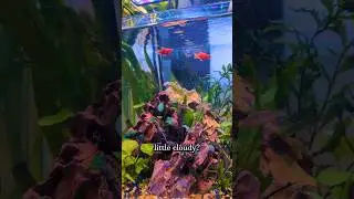 Easy Tank Maintenance | Freshwater Aquarium