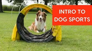 Intro to Dog Sports: An Interview with Trevor Smith CPDT-KA