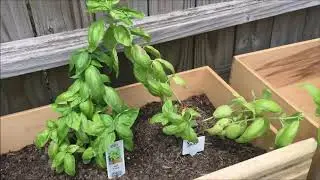 Update on my First Garden   Learning Gardening as I'm Going
