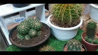 جولة سريعة في سوق النباتات الطبيعية التايلاندي(جزء من اكبر اسواق تايلاند)