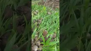 Malayan Dwarf green Coconut saplings @ Mulamoottil Farms