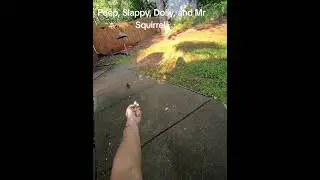 feeding my chipmunks and a squirrel ❤️ #critterfeeder #animallovers #chipmunk #handfeeding
