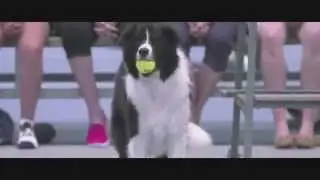 Los mejores alcanza pelotas - Perros