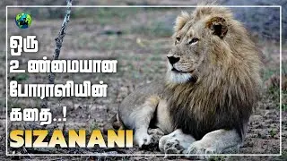 Sizanani Male Lion | ஒரு உண்மையான போராளியின் கதை | Thanda Impi Males Coalition | Tamil | BioWorld