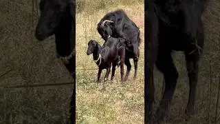 Desi got feeding #streetanimals #doglove #explore #pets #youtube #puppy #gotfarming #bakrabakari