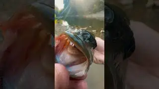 Catching EVERY Fish in Ohio&hellip; Creek Fishing Smallmouth Bass!