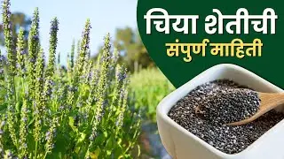 चिया शेती संपूर्ण माहिती | Chia Farming in Maharashtra | Chia Cultivation A To Z Information #chia