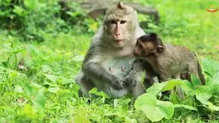 Family Elsa Monkey -Ellis Monkey -Ellen MonkeyJune12,2022/U-ShareMk781.M I A G