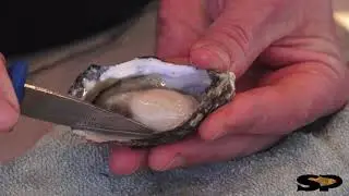How To Shuck an Oyster