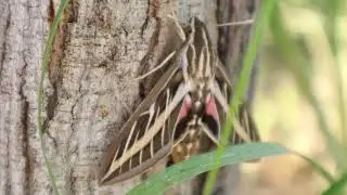 Hyles Lineata (White-Lined Sphinx) : MOTH PHASE