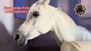 Г Абакан Дилмурад Хожи Сафарда Доха шахри 20.01.2026 йил 