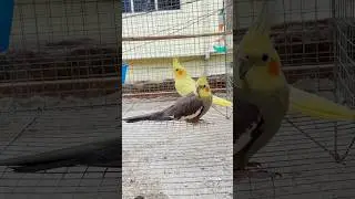 Cockatiel 🦜 ka New Breeding Pair #shorts #viral #ytshorts #cockatiel