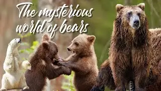 The mysterious world of bears: strength and fascination