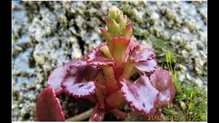 Umbilicus rupestris, the navelwort, penny pies or wall pennywort,  Greece  by  Theo