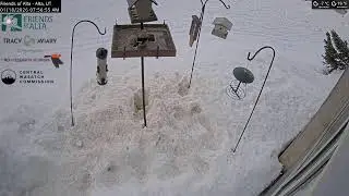 2026-01-17 - Night - Friends of Alta - Alta, UT - Live Stream Bird Feeder Cam (FiRN)