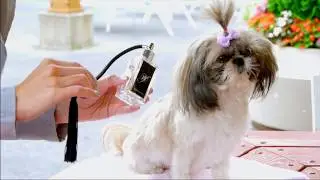 Dog Fashion Spa's Exquisite Grooming Collection