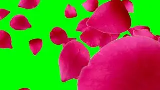 Red Rose Petals Falling | Green Screen | Free Videos to Use