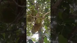 Fresh & Tasty Jackfruit 🍈✨ | Nature&rsquo;s Sweet Treasure!