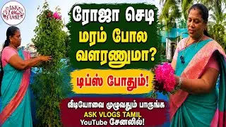 Rose plant Growth#gardening community#viral #Large rose bush#trending video