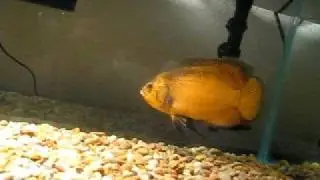 Gold Oscar