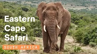 South Africa Safari Tour - Eastern Cape
