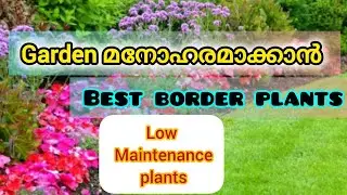 Best border plant in malayalam 👍🥰#plants #viralvideo #plants #flower #garden #nature #happiness