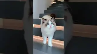 Ragdoll Kitten Sisters&rsquo; Joyful Playtime - Cutest Daily Fun#cat #cutecats #kitten #pets #purrfectpets