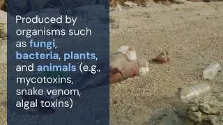 Environmental Toxicology