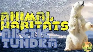 Arctic Tundra Habitat Facts and Sounds for Kids | Cute Facts
