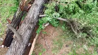 Fallen Tree February 21, 1:59PM PST