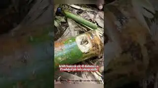#ScienceOfNature #FaktaBambu #SurvivalTips #AirMurni #JelajahAlam #EdukasiAlam #NatureLovers #Hutan