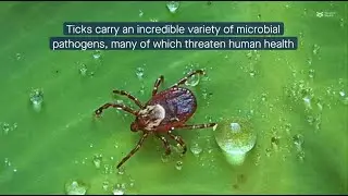 Tick pathogens produce changes in skin microbiome of hosts