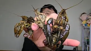 우리나라에 정착한 바퀴벌레 급 무한 번식 가재 잡아서 콜라에 담궈버리기 ㅋㅋㅋㅋㅋㅋㅋ