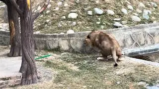 Lion In National Park , High Class and Unique Video