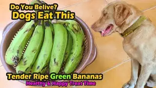 Dogs Eat Green Bananas | Surprising Health Benefits! | 🍌🐶 Healthy & Happy Treat Time 🐾