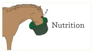 Hooflex Concentrated Hoof Builder Supplement