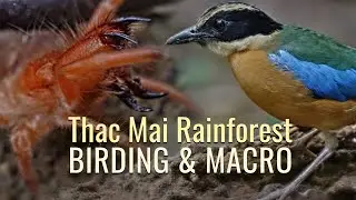 Southeast Asia Birding Tour: Thac Mai Rainforest Wildlife Birding & Macro Trip