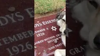 😭🥺dog crying at owner&rsquo;s grave😭🥺