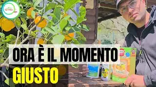 PREPARATI ORA PRIMA CHE ARRIVA LA PRIMAVERA - IL MIO KIT PER LIMONE E GRUMI