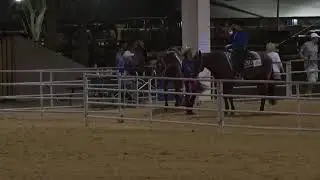 South Florida Reining Horse Association August 9, 2019