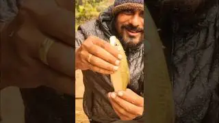 Catching a KING-SIZED Reba Carp with a CAST NET