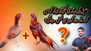 Aseel Band Gadi or khuli Gadi cross Breed results | Mianwali vs Sindhi cross Aseel breed