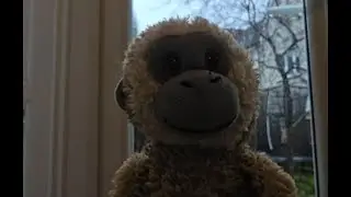 Monkey Bop - Human