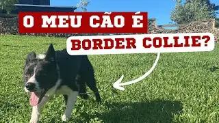 COMO SABER SE O MEU CÃO É BORDER COLLIE? | EPISÓDIO 20 | DIÁRIO DO PASTOR 2ª TEMPORADA