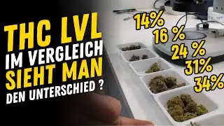 Neuer THC Rekord ? / avaay Super Citra G und Gossip Gun / Bestrahlte vs unbestrahlte&nbsp;Bl&uuml;ten