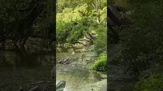 Night Heron In Central Park - June 21, 2023