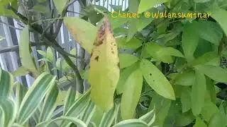 Jambu madu busuk semua
