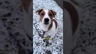 TOP 5 PS&Oacute;W, KT&Oacute;RE NIE ZNAJĄ SŁOWA &bdquo;SPOK&Oacute;J&rdquo; 🐶