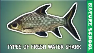 Top 10 fresh water shark fish for aquarium