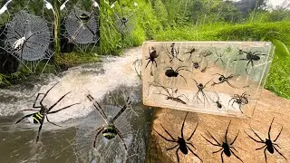 Hunting Top Spider in the river